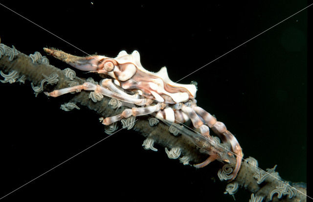 Gorgonian Crab (Xenocarcinus tuberculatus)