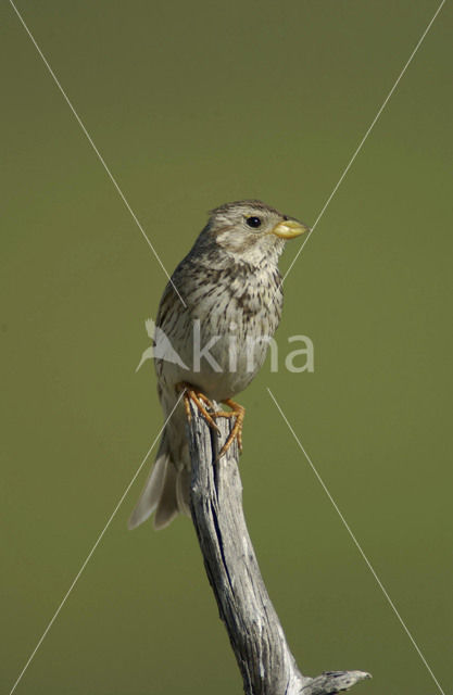 Corn Bunting (Miliaria calandra)