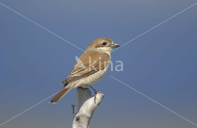 Red-backed Shrike (Lanius collurio)
