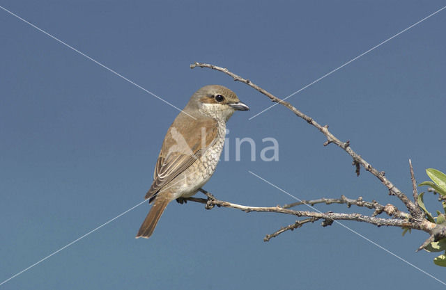 Red-backed Shrike (Lanius collurio)