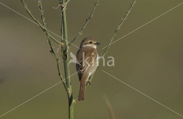 Red-backed Shrike (Lanius collurio)