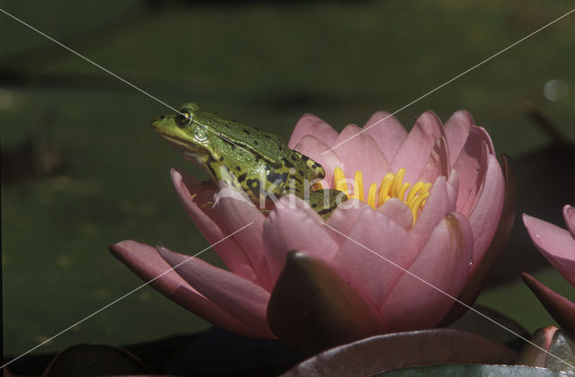 green frog (Rana esculenta