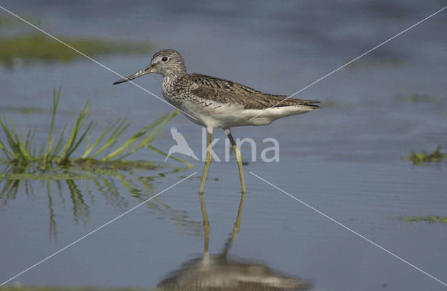 Groenpootruiter (Tringa nebularia)