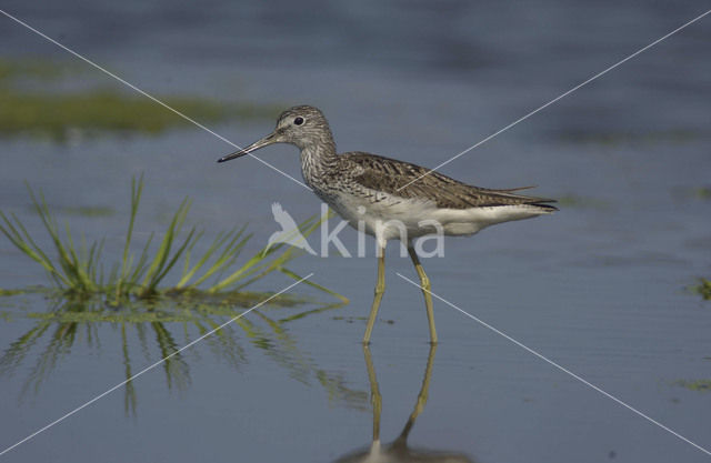 Groenpootruiter (Tringa nebularia)