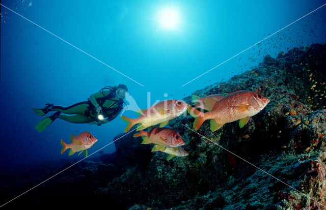 Giant squirrelfish (Sargocentron spiniferum)