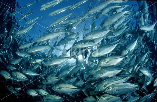 Bigeye trevally (Caranx sexfasciatus)