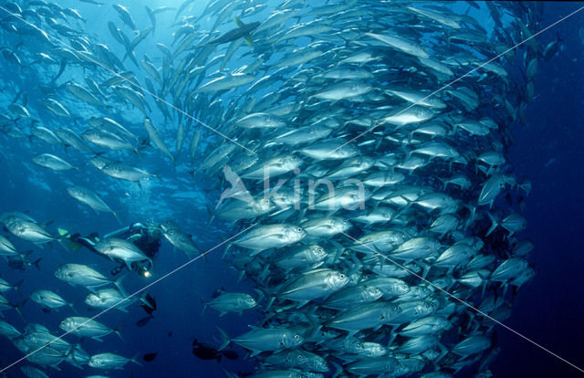 Bigeye trevally (Caranx sexfasciatus)