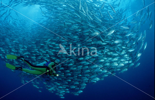 Grootoog Horsmakreel (Caranx sexfasciatus)