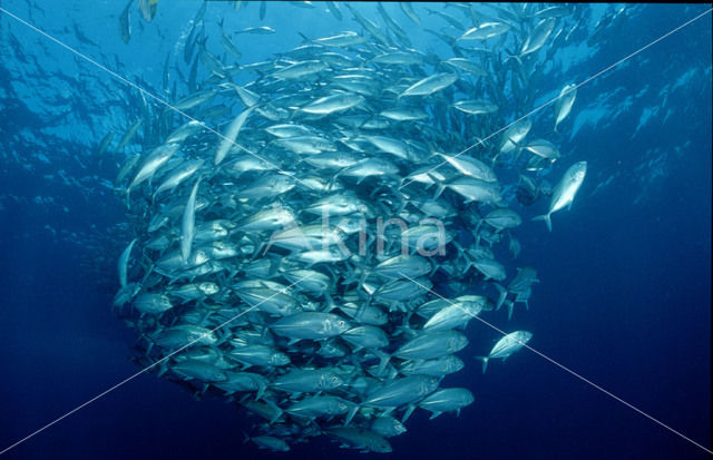 Bigeye trevally (Caranx sexfasciatus)