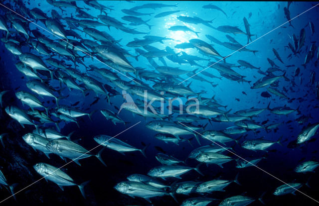 Bigeye trevally (Caranx sexfasciatus)