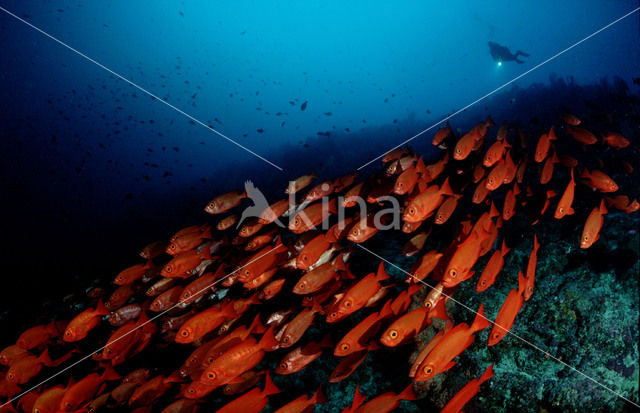 Cressent-tail bigeye (Priacanthus hamrur)