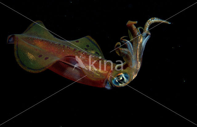 Oval Squid (Sepioteuthis lessoniana)