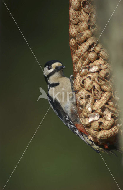 Grote Bonte Specht (Dendrocopos major)