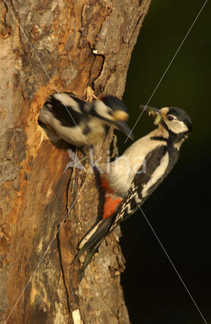 Great Spotted Woodpecker (Dendrocopos major)