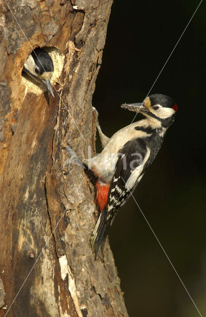 Great Spotted Woodpecker (Dendrocopos major)