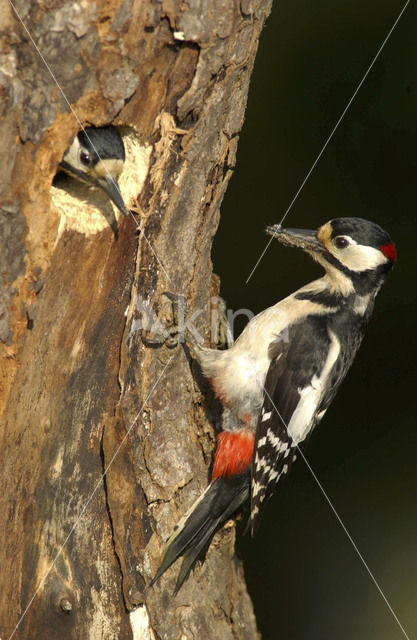 Great Spotted Woodpecker (Dendrocopos major)