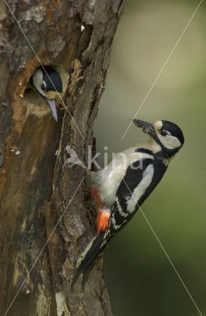 Great Spotted Woodpecker (Dendrocopos major)