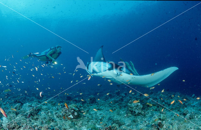 Devil Fish