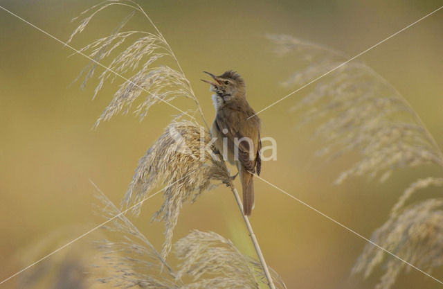 Great Reed-Warbler (Acrocephalus arundinaceus)