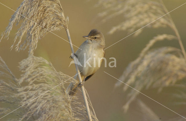 Great Reed-Warbler (Acrocephalus arundinaceus)