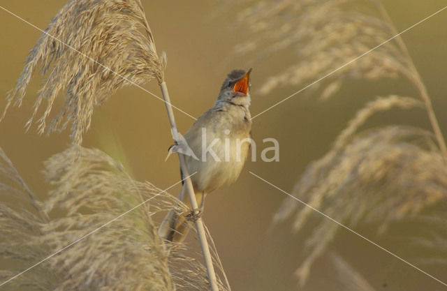 Great Reed-Warbler (Acrocephalus arundinaceus)