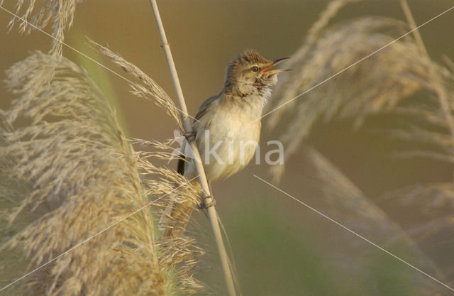 Grote Karekiet (Acrocephalus arundinaceus)