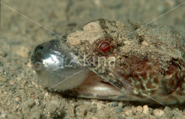 Hagedisvis (Synodus variegatus)