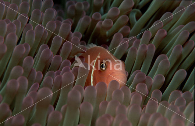 Pink anemonefish (Amphiprion perideraion)