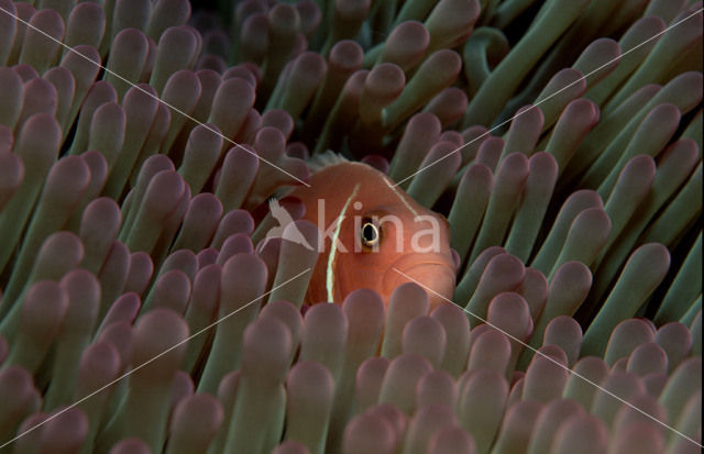 Halsband anemoonvis (Amphiprion perideraion)