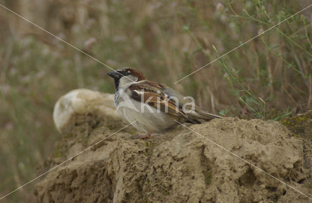 House Sparrow (Passer domesticus)