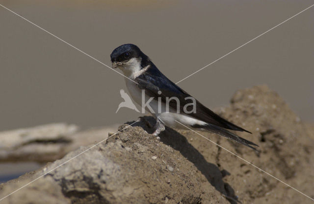 Huiszwaluw (Delichon urbicum)