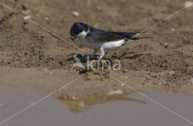 Common House-Martin (Delichon urbicum)