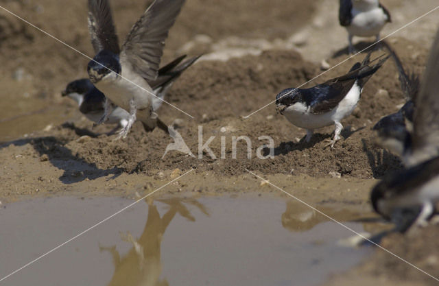 Common House-Martin (Delichon urbicum)