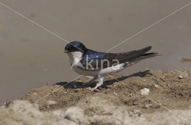 Common House-Martin (Delichon urbicum)