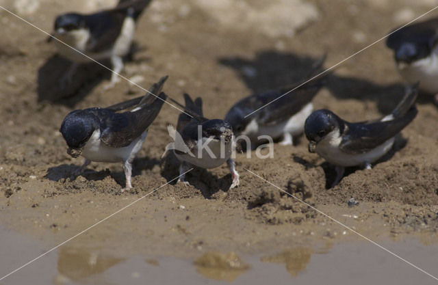 Common House-Martin (Delichon urbicum)