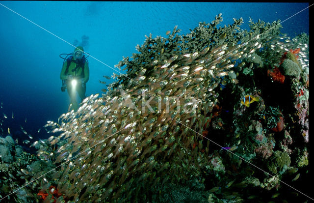 Indische glasvis (Parapriacanthus ransonneti)