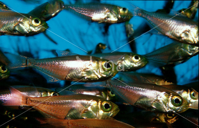 Indische glasvis (Parapriacanthus ransonneti)