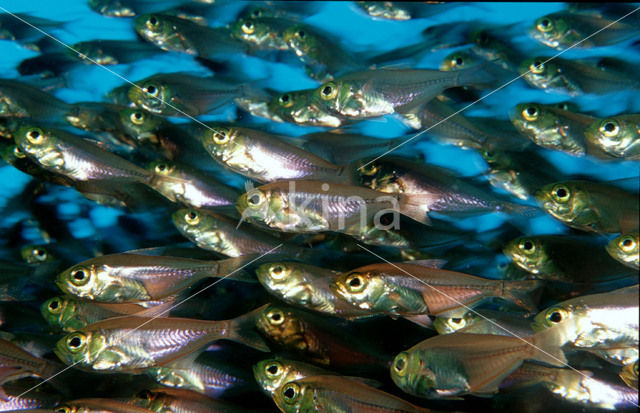 Indische glasvis (Parapriacanthus ransonneti)