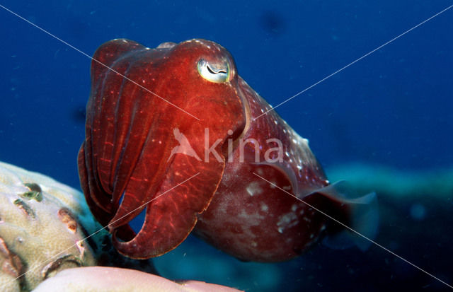 Cuttlefish (Sepia kobiensis)