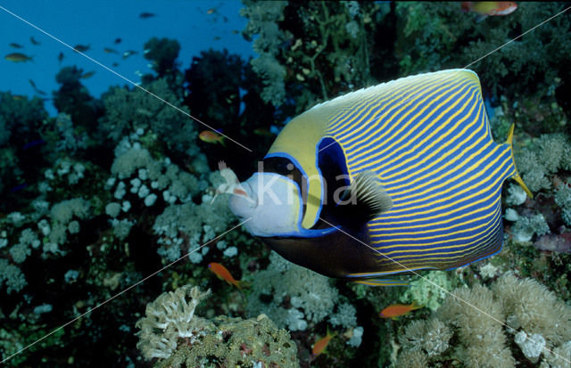 Emperor Angelfish (Pomacanthus imperator)