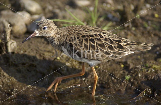 Ruff (Philomachus pugnax)