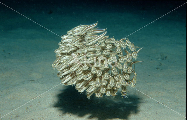 Kleine koraalmeerval (Plotosus lineatus)