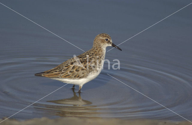 Kleine Strandloper (Calidris minuta)