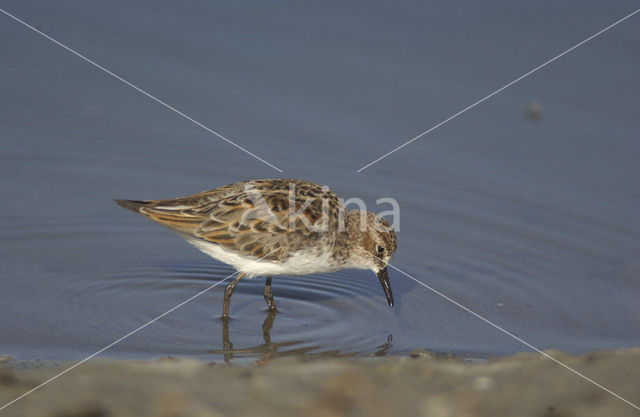 Kleine Strandloper (Calidris minuta)