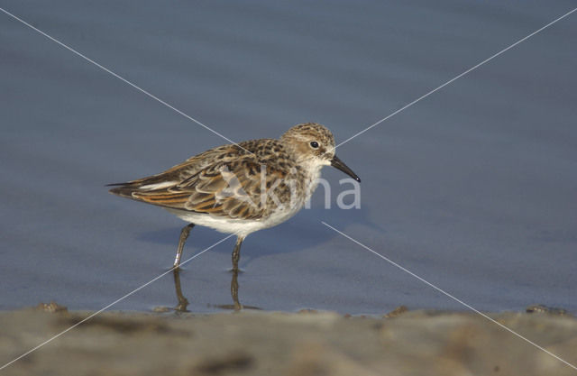 Kleine Strandloper (Calidris minuta)