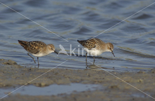 Kleine Strandloper (Calidris minuta)