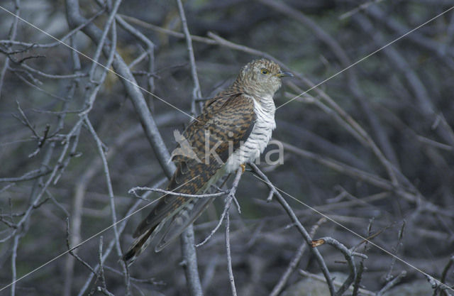 Common Cuckoo (Cuculus canorus)