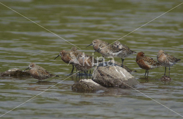 Krombekstrandloper (Calidris ferruginea)