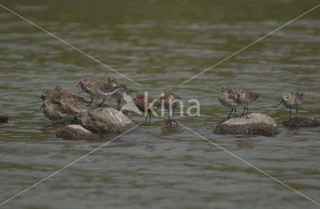 Curlew Sandpiper (Calidris ferruginea)