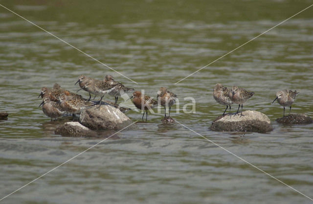 Curlew Sandpiper (Calidris ferruginea)